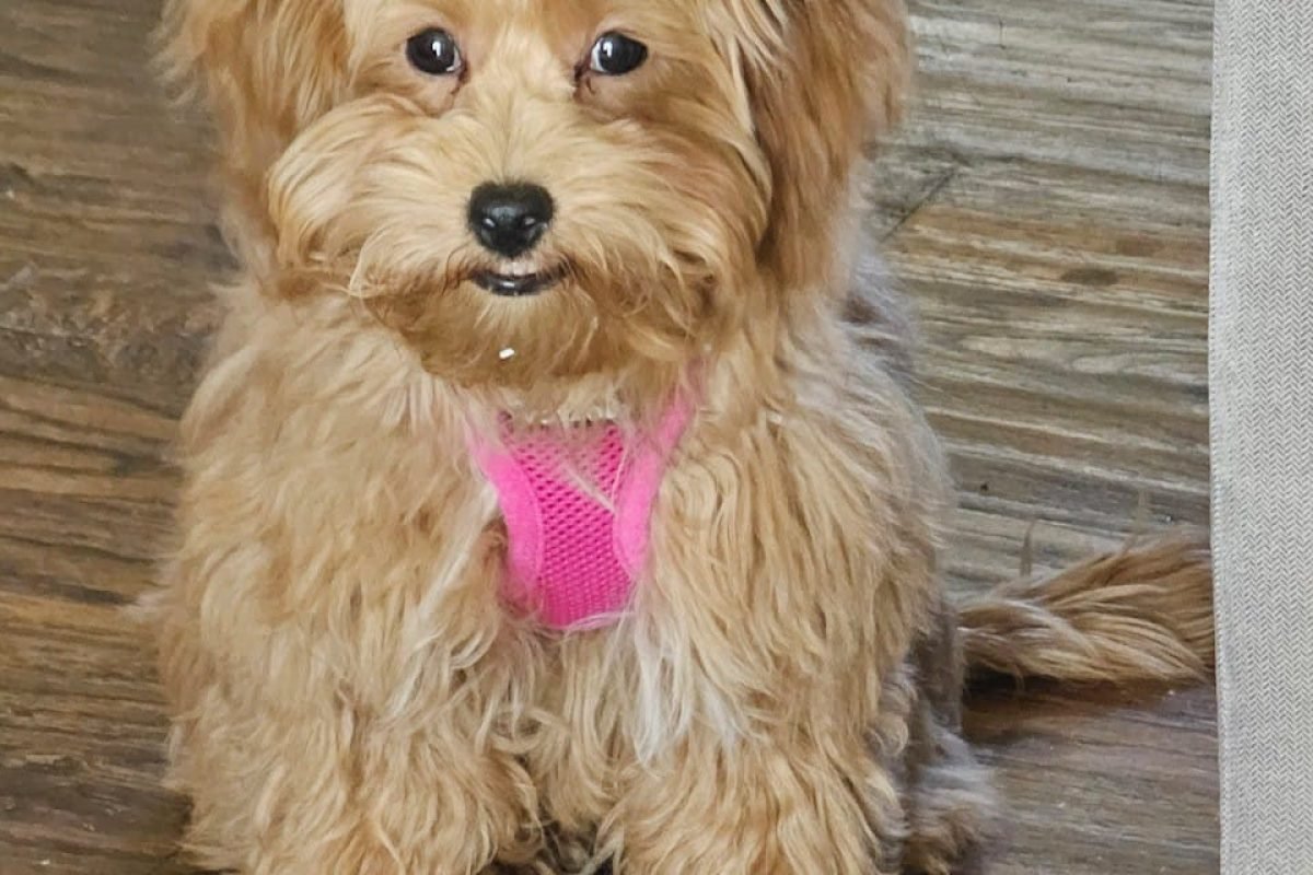 WhatsApp Image 2025-04-08 at 7.43.23 AM (1)