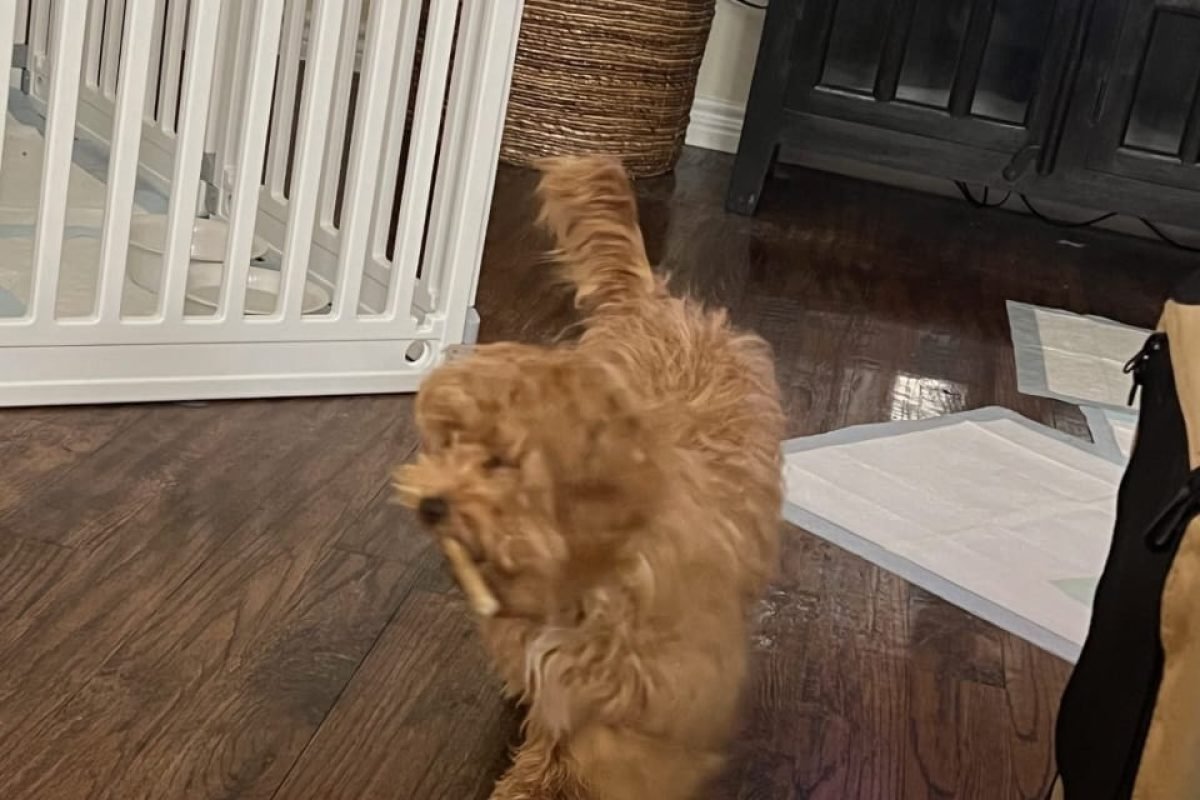 WhatsApp Image 2025-04-08 at 7.43.24 AM (1)