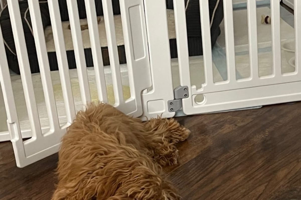 WhatsApp Image 2025-04-08 at 7.43.24 AM